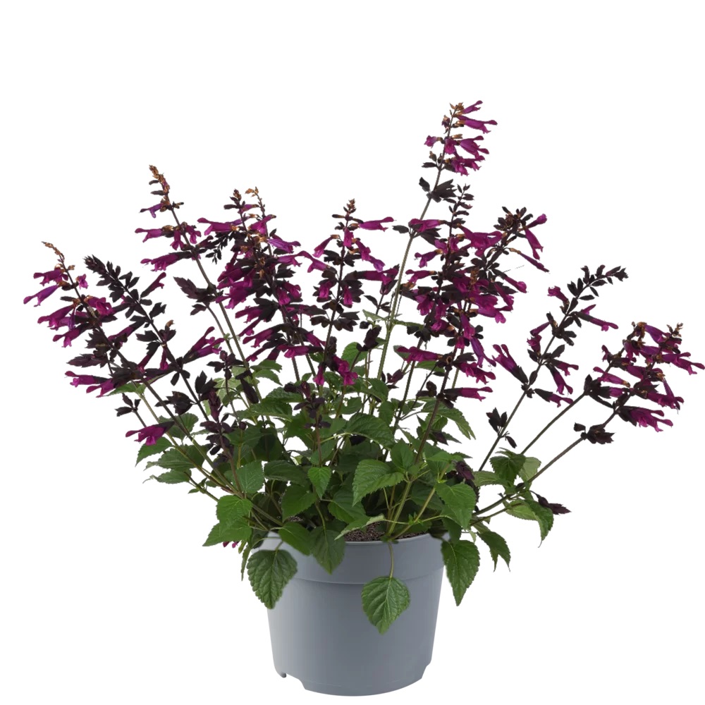 Miltainā Salvija Plum Crazy 1 gab.