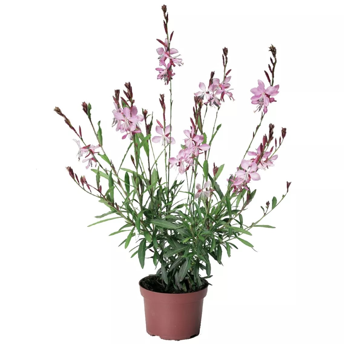 Lindheimera Gaura Geyser Pink 1 gab.