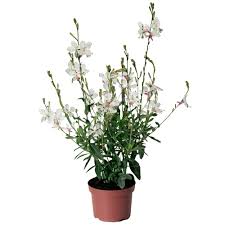 Lindheimera Gaura Geyser White 1 gab.