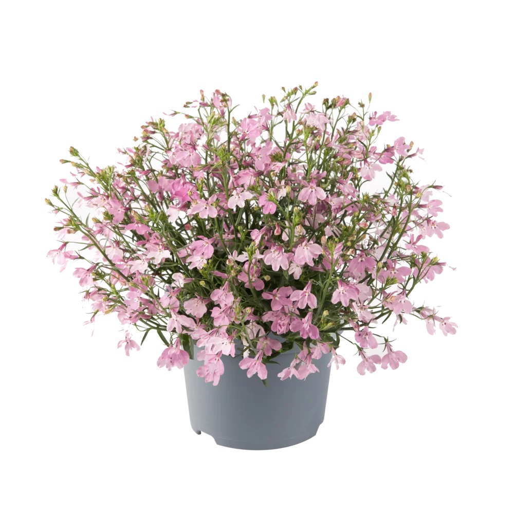 Zemā Lobēlija Heatopia Pink 3 gab.