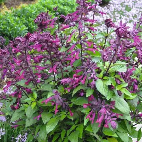 Miltainā Salvija  Love and Wishes 1 gab.