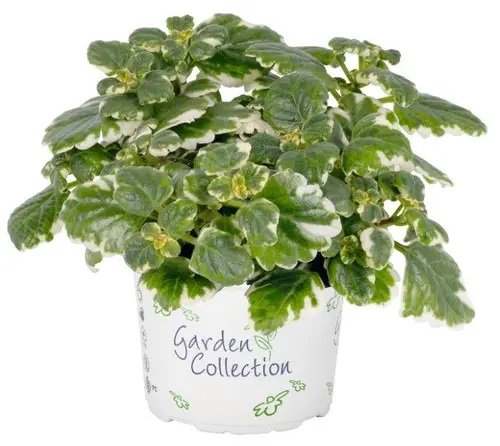 Plektrants Variegatta 1 gab.