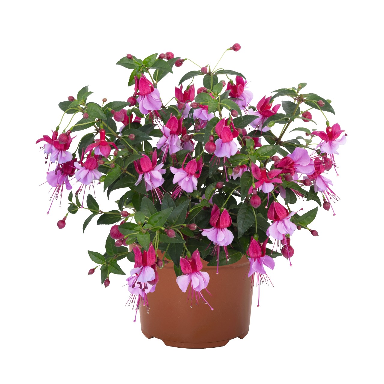 Fuksija Ballerina® Assemblé 3 gab.