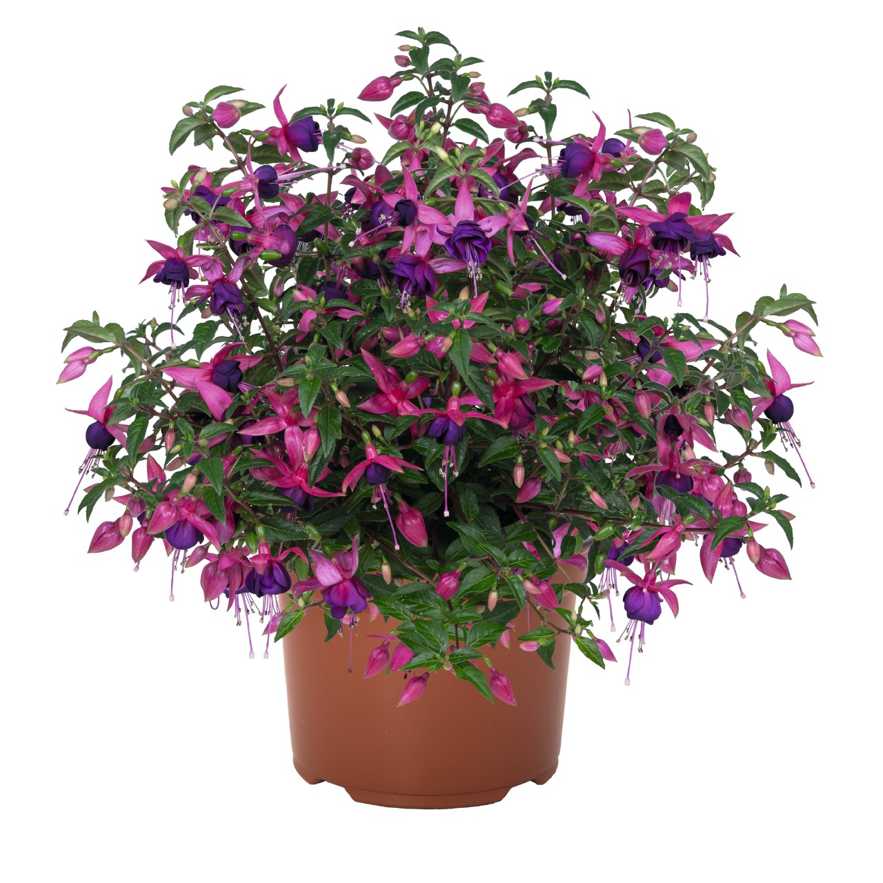 Fuksija Ballerina® Balance 3 gab.