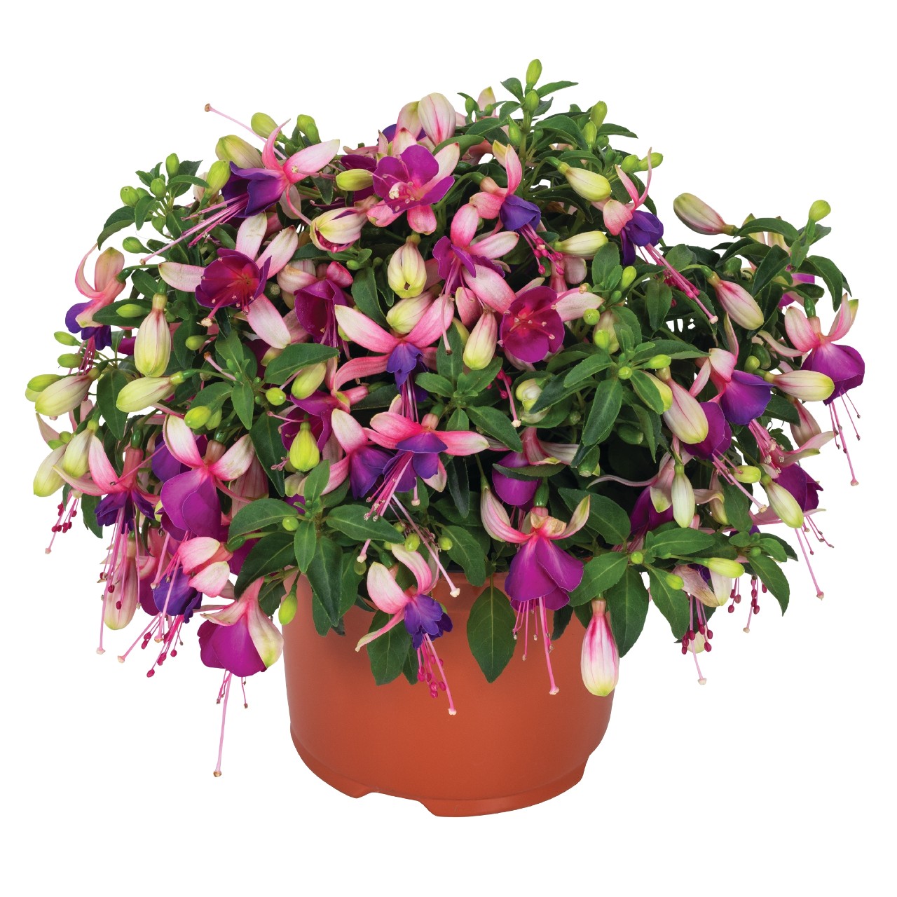 Fuksija Ballerina® Brise 3 gab.