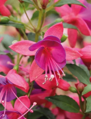 Fuksija Fuchsita® Rose-blue 3 gab.