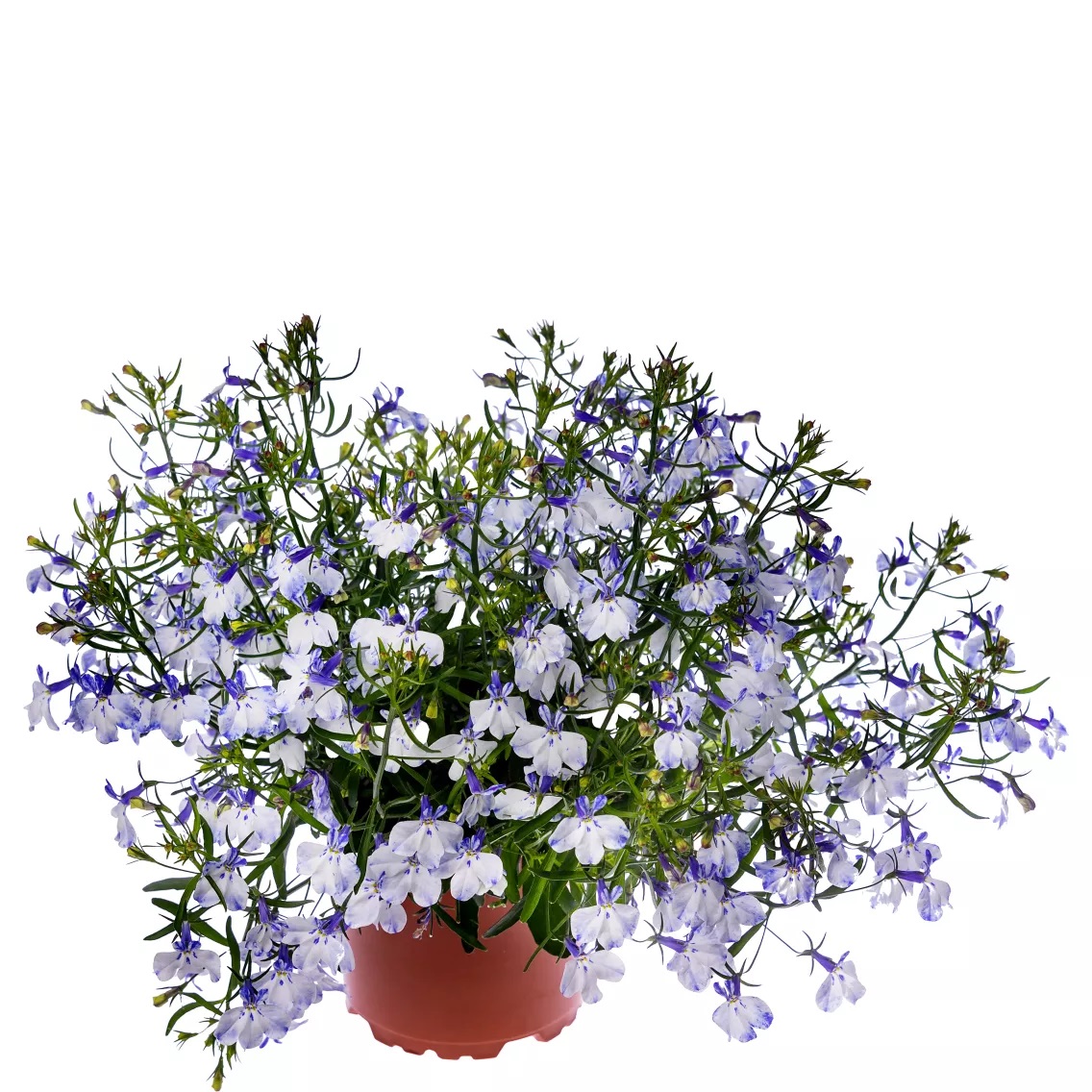 Zemā lobēlija Techno® Blue Ears 3 gab.