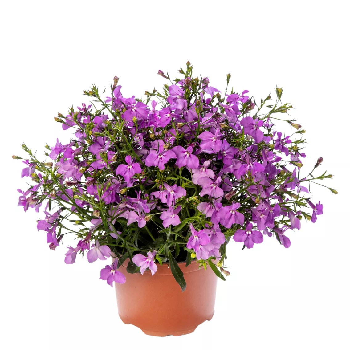 Zemā lobēlija Techno® Up Rose 3 gab.