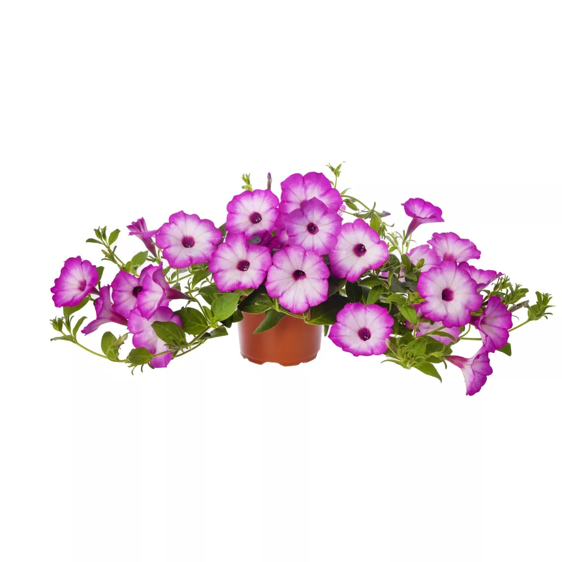 Petūnija Garden Supreme Radiant Rose 3 gab.