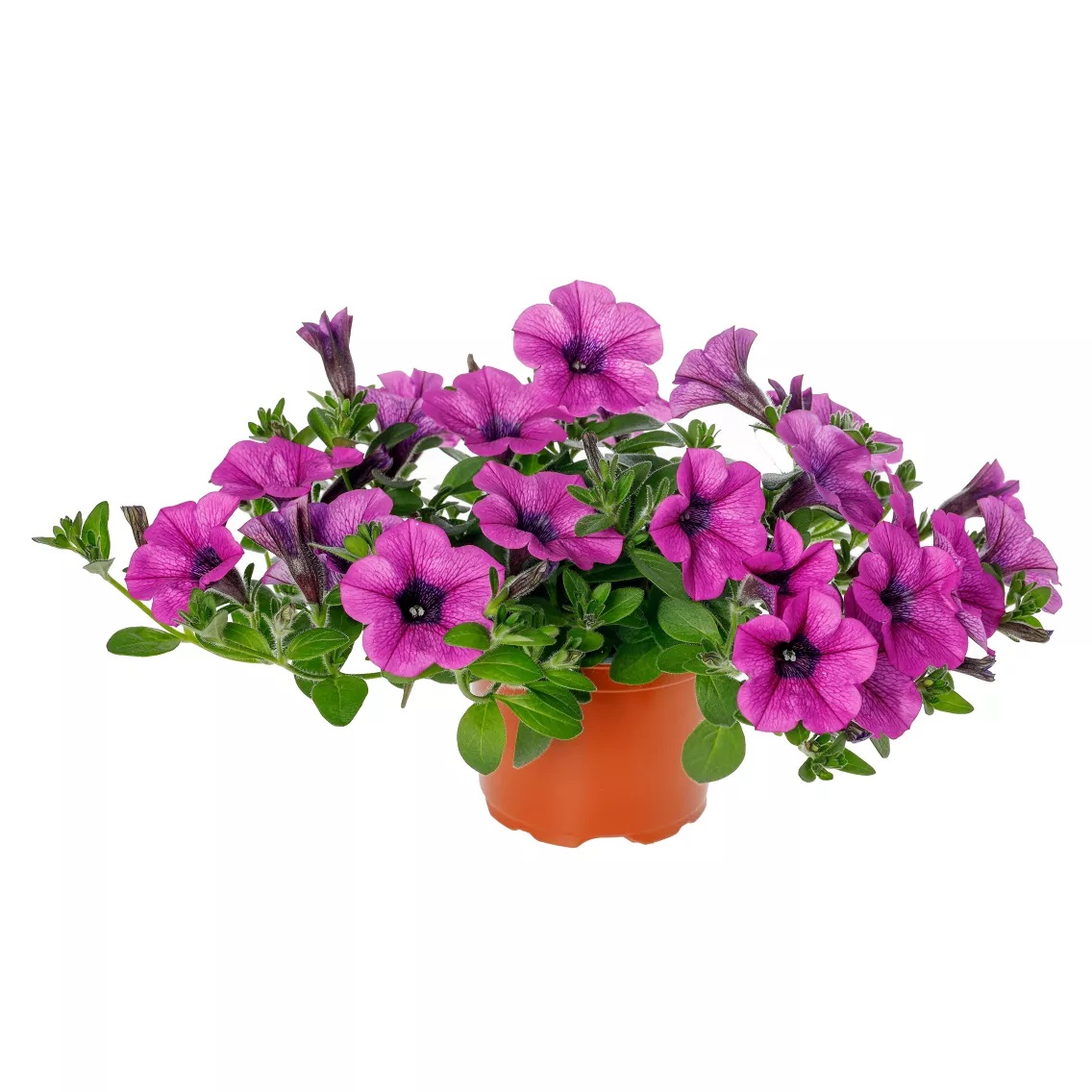 Petūnija Dekko Deep Lavender Vein 3 gab.