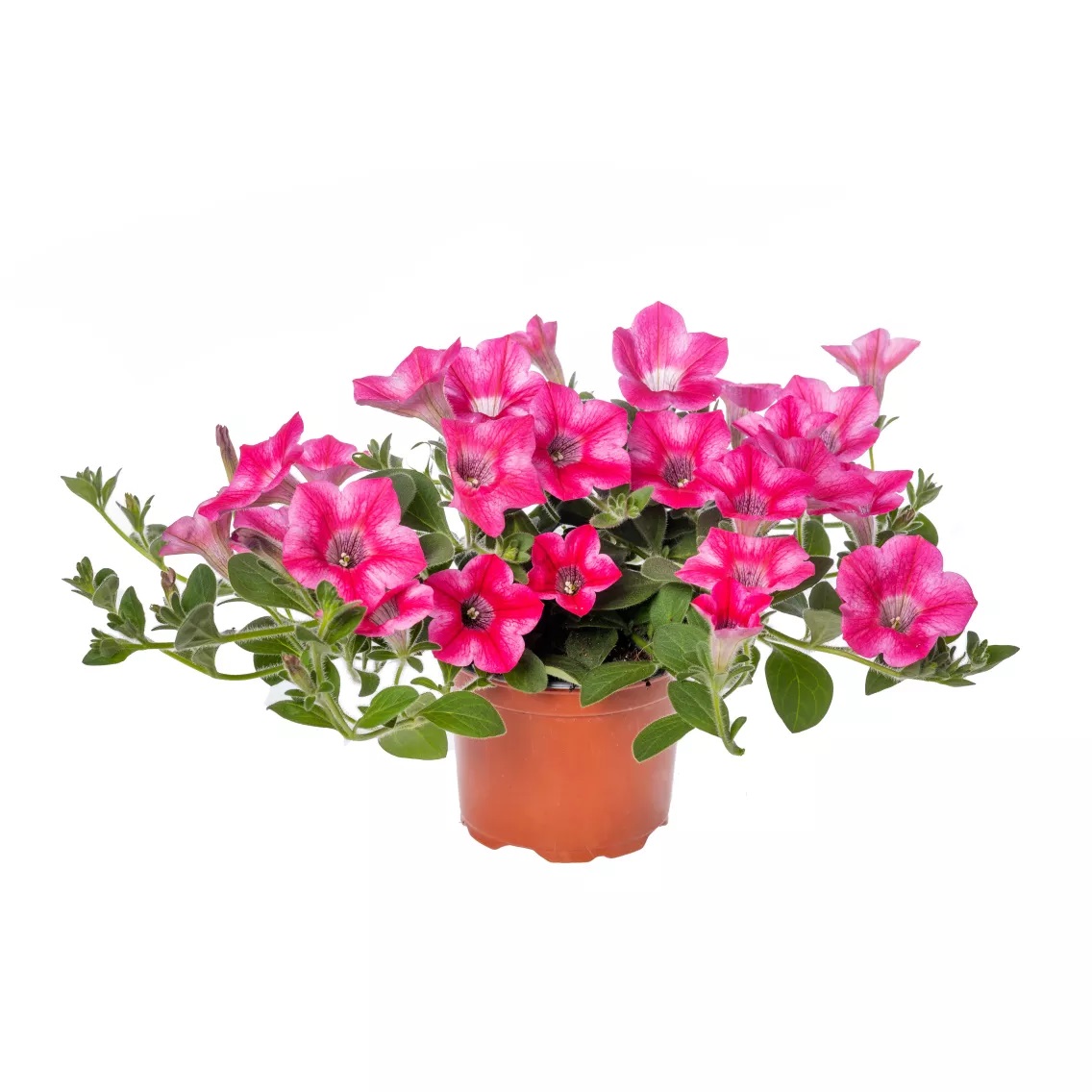 Petūnija Dekko Rose Star 3 gab.