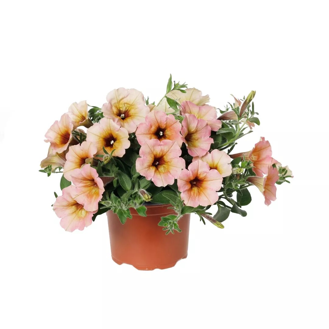 Petūnija Dekko Sorbet 3 gab.