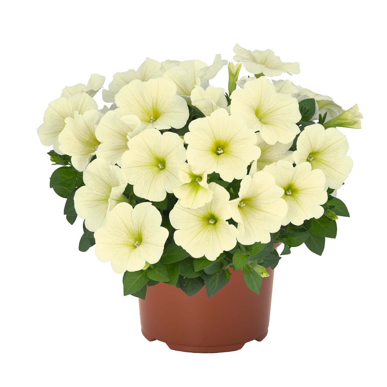 Petūnija Sweetunia® Popcorn 3 gab.