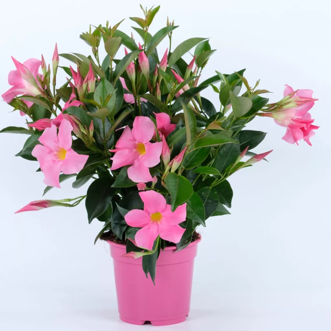 Mandevilla Rio Elegant Pink 1 gab.