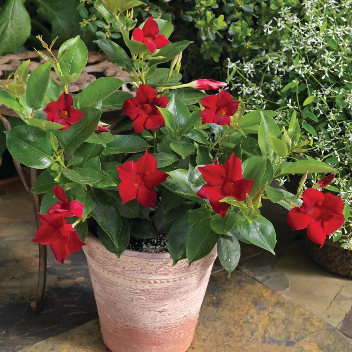 Mandevilla Rio Deep Red 1 gab.