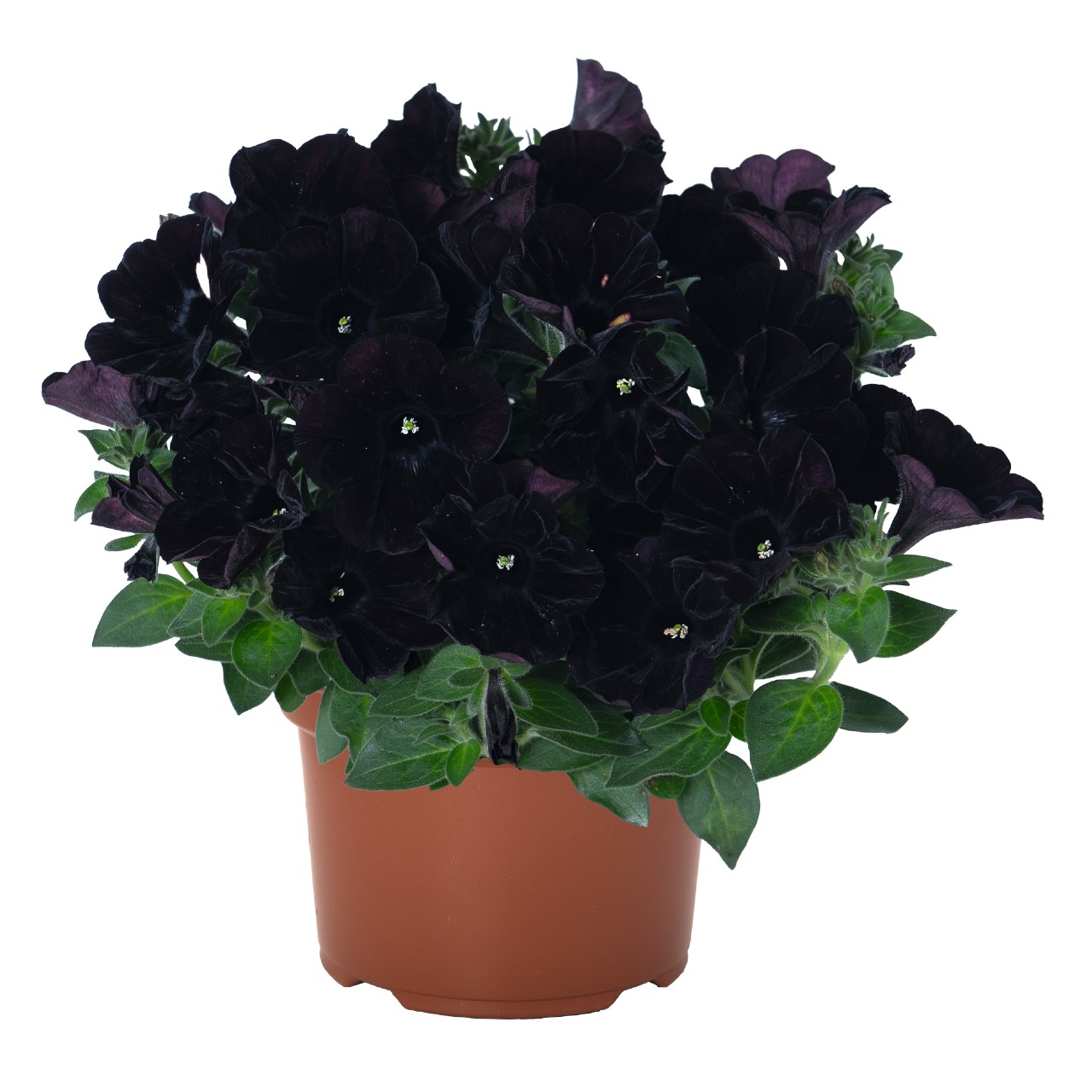 Petūnija Sweetunia® Black Cowboy 3 gab.