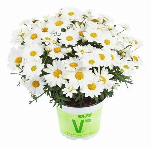 Krūmveida Argirantēma Aramis Milk 1gab