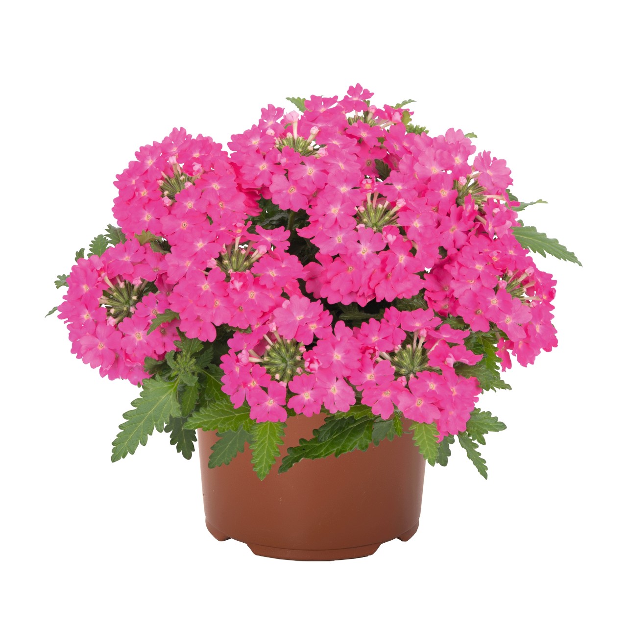 Verbēna Lindolena Hot Pink 3 gab.