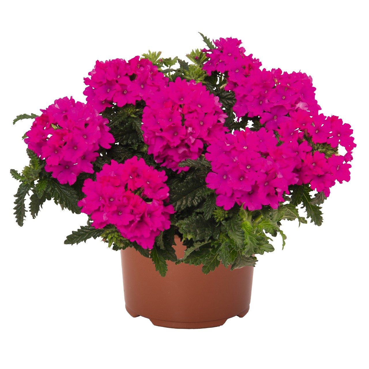 Verbēna Lindolena Magenta 3 gab.