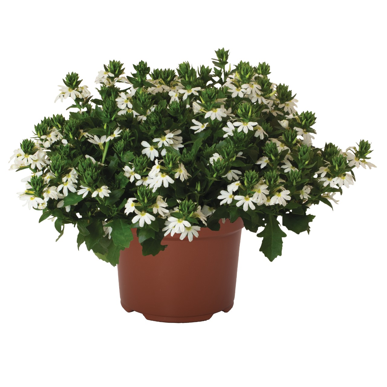 Vītolu skēvola Scala Capello White 3 gab.