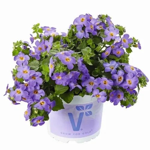 Skrajā Sutera Baristo® Giga Blue 3 gab.