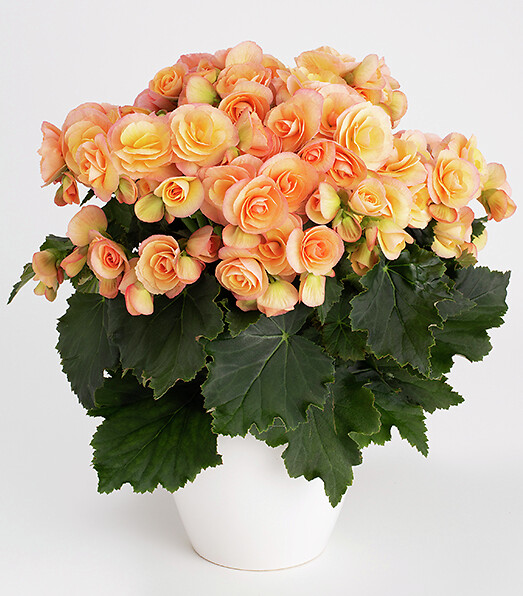 Begonija Hailey Sunset 1 gab.