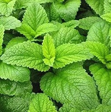 Citronmētra Fit 1 gab.