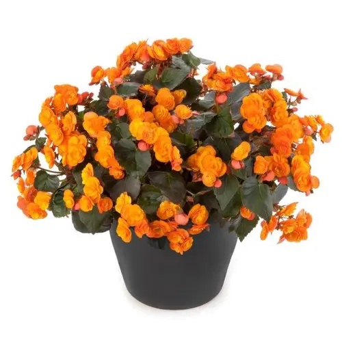 Begonija Catrin 1 gab