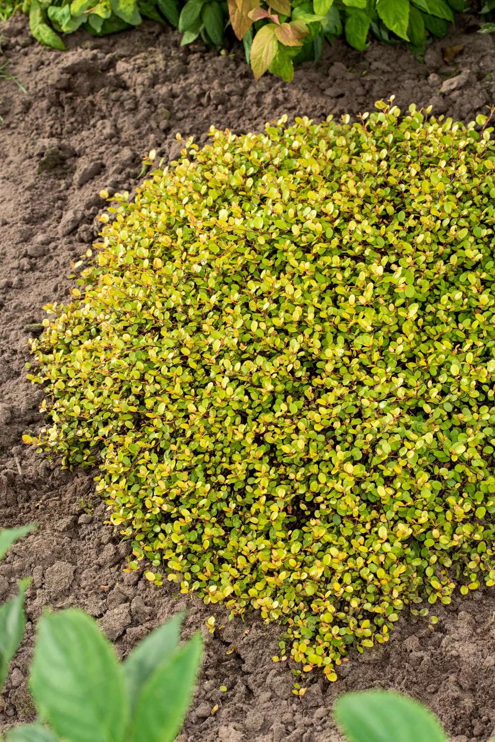 Mulenbekija Golden Girl Gold 1 gab.