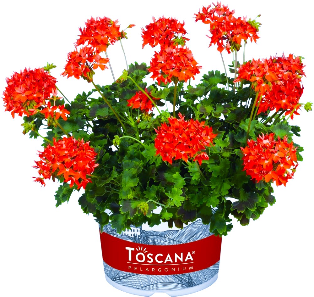 Joslu Pelargronija Twist Red 1 gab.