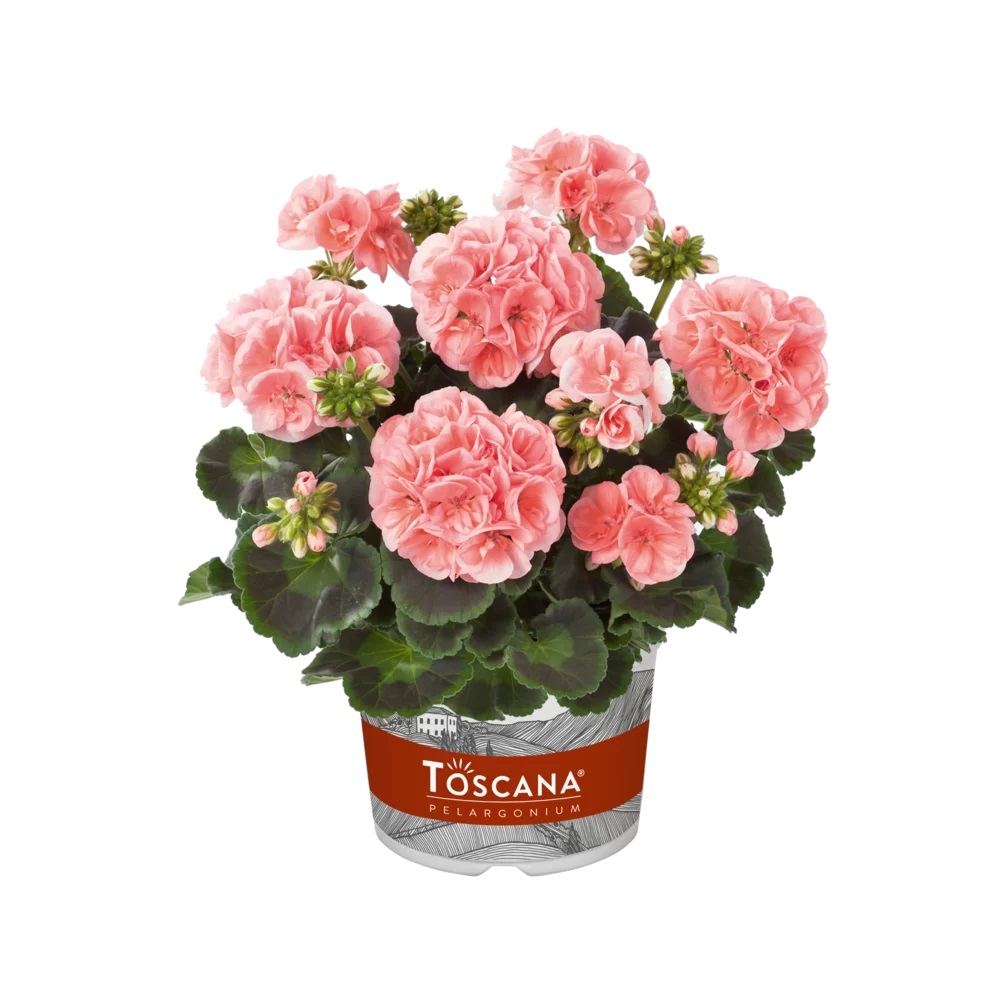 Joslu Pelargronija Smart Lenja Salmon 1 gab.