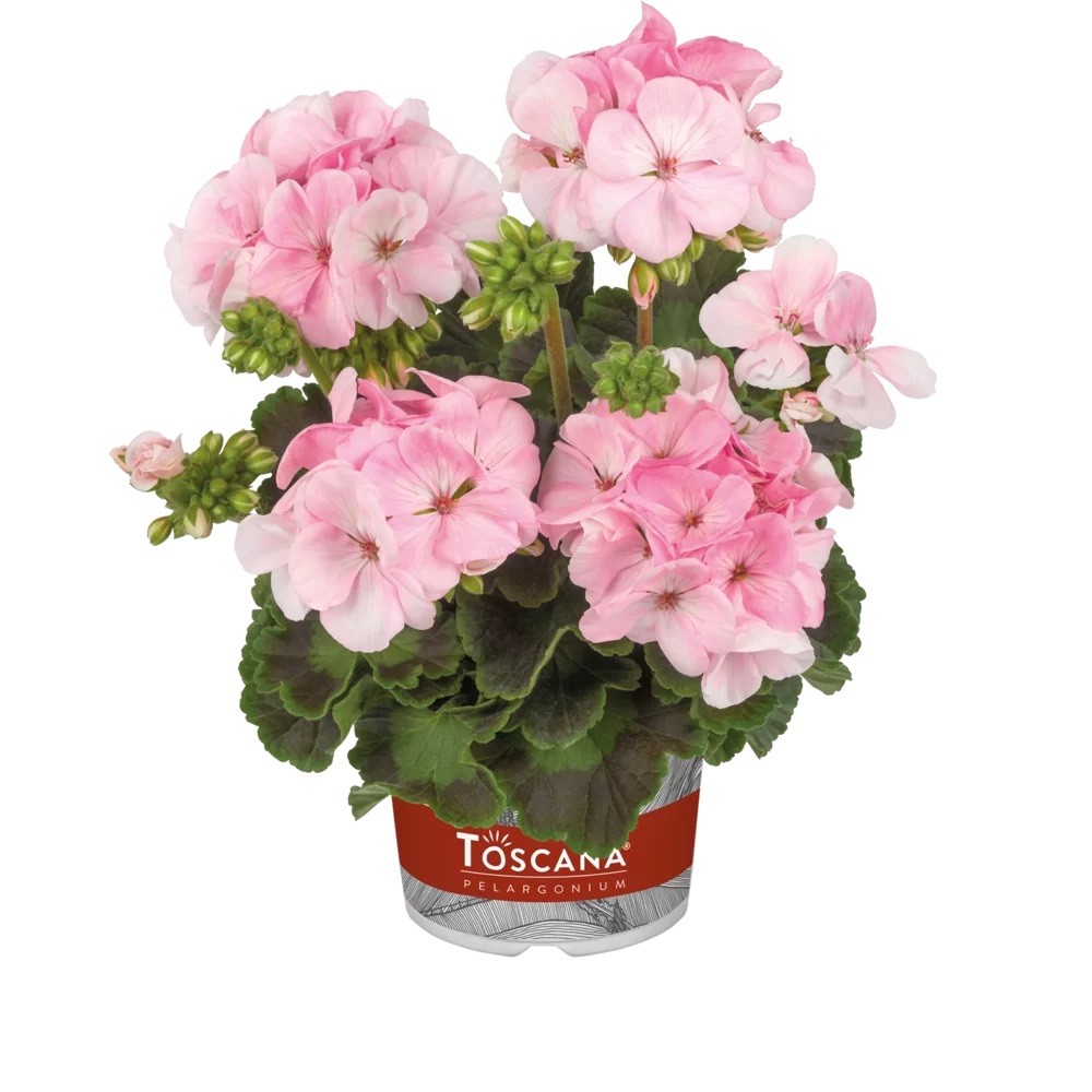 Joslu Pelargronija Smart Maureen Soft Pink 1 gab.