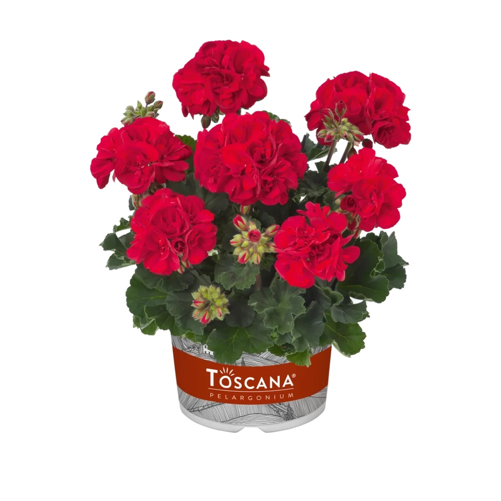 Joslu Pelargronija Castello Bernd Dark Red 1 gab.