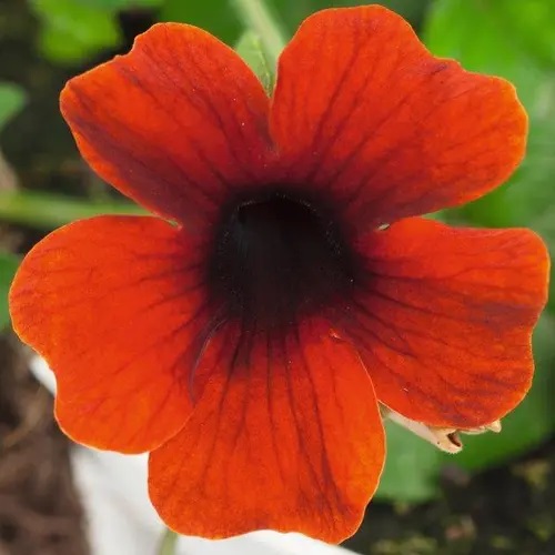 Spārnainā Tunbergija Sunny Susy Brownie 1 gab.