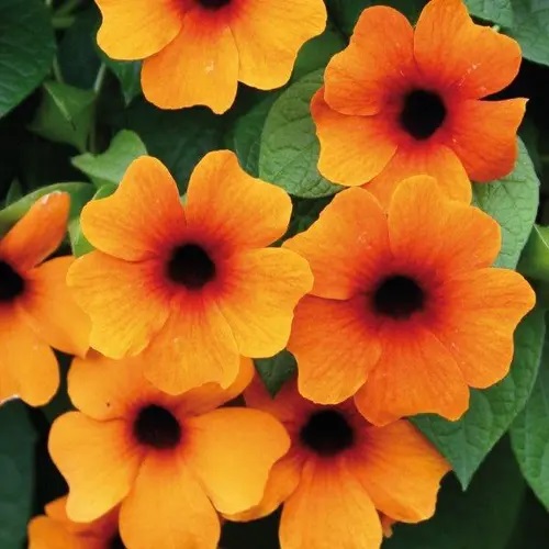 Spārnainā Tunbergija Sunny Susy Red-Orange 1 gab.