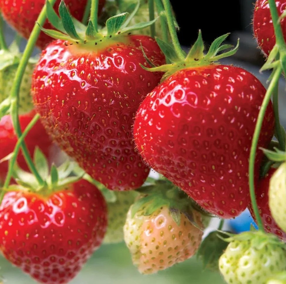 Dārza zemenes FAVORI frigo stādi 10 gab.