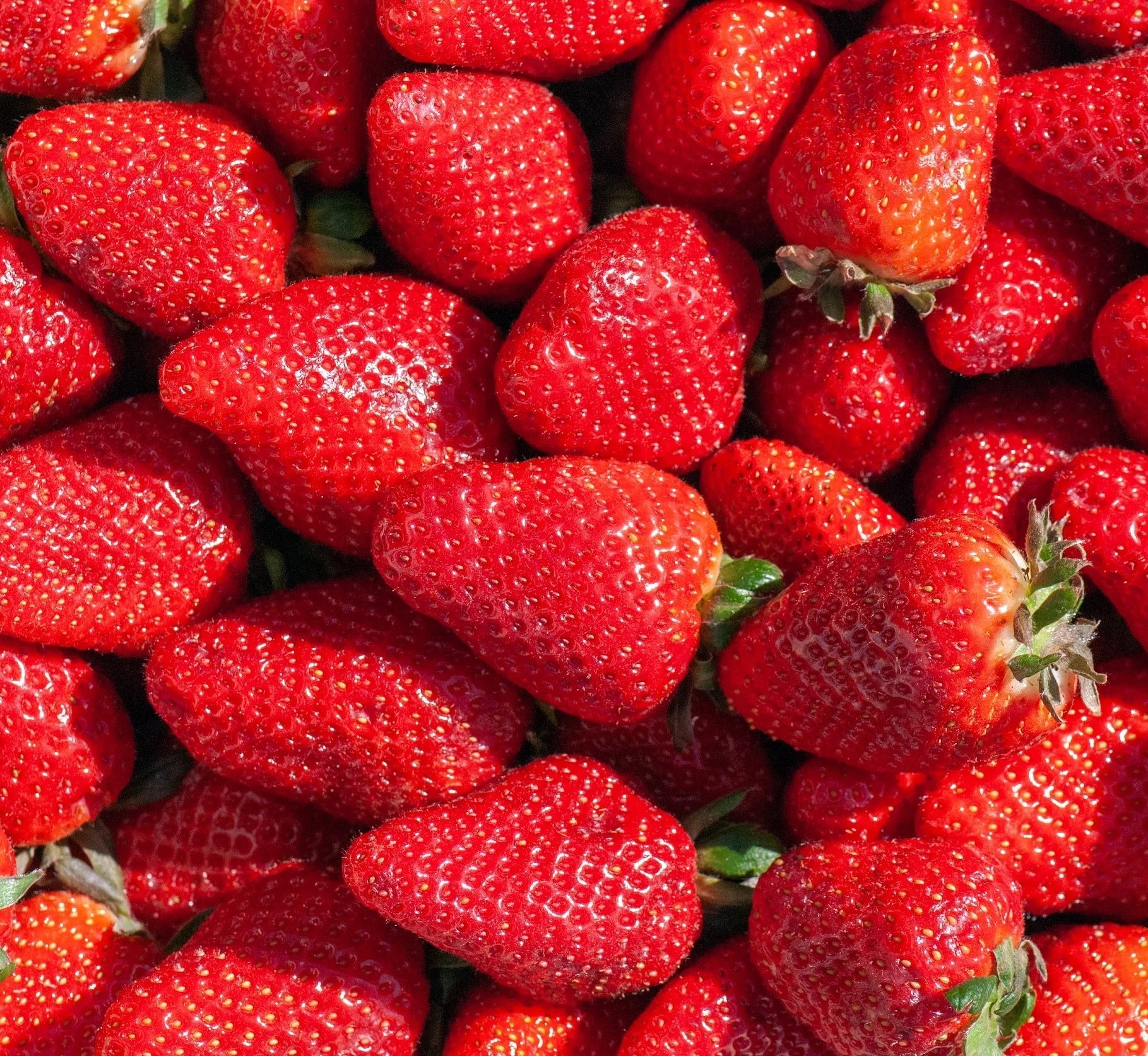 Dārza zemenes TWIST frigo stādi A 20 gab.