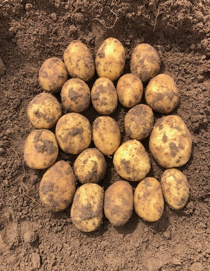 Sēklas kartupeļi JOLA 5kg