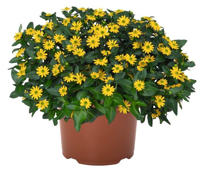 Pazvilā Sanvitālija Sunvy Super Gold 3 gab.