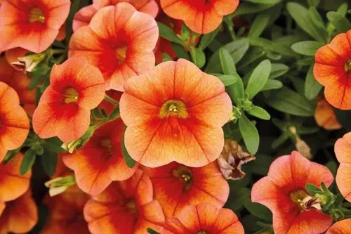 Dārza nokarenā petūnija Calita Compact Orange Red Eye  3 gab.