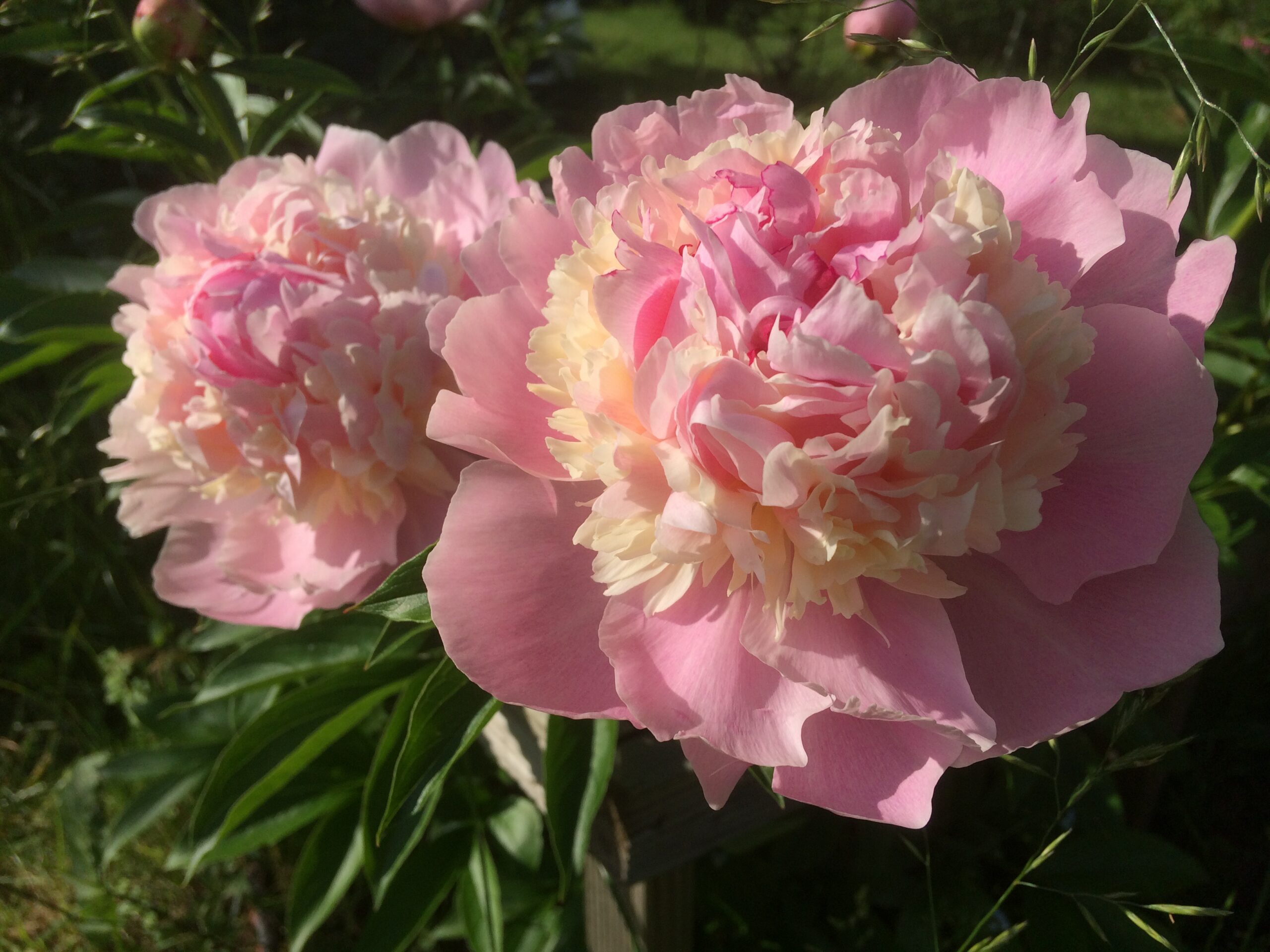 Peonija Angel Cheeks kailsaknis 1 gab