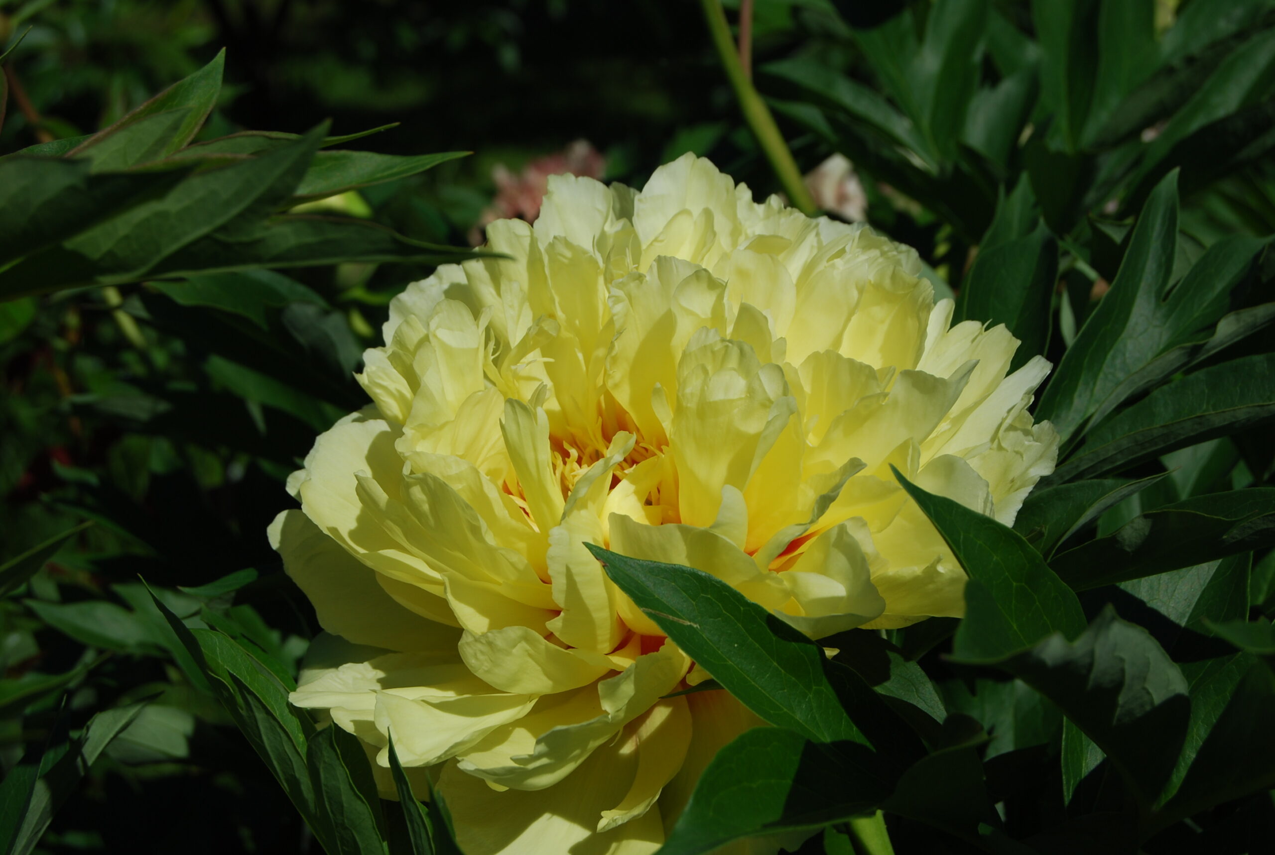 Peonija ITOH Bartzella kailsaknis 1 gab