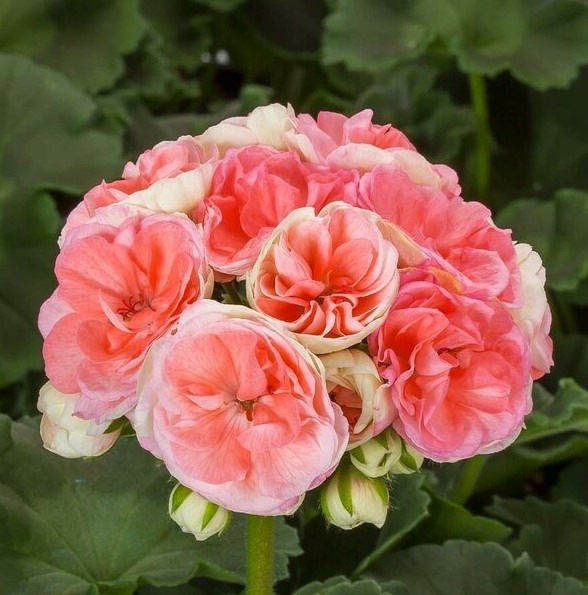 Joslu Pelargronija Rosebud Astrid 1 gab.