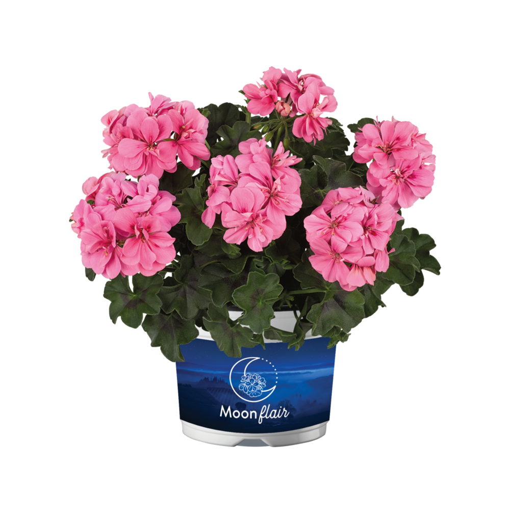 Nokarenā Ģerānija Moonflair Light Pink 1 gab.