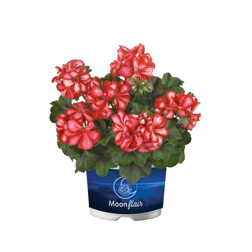 Nokarenā Ģerānija Moonflair Lollipop Red 1 gab.