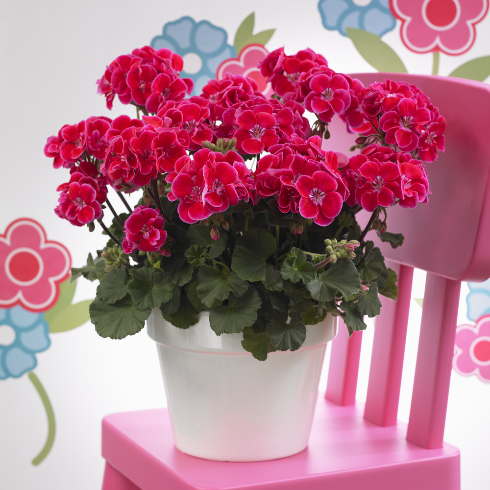 Joslu Pelargronija Castello Tammo Rose Eye 1 gab.