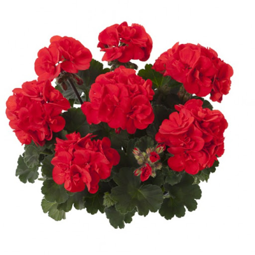 Joslu Pelargronija Castello Ronja Red  1 gab.