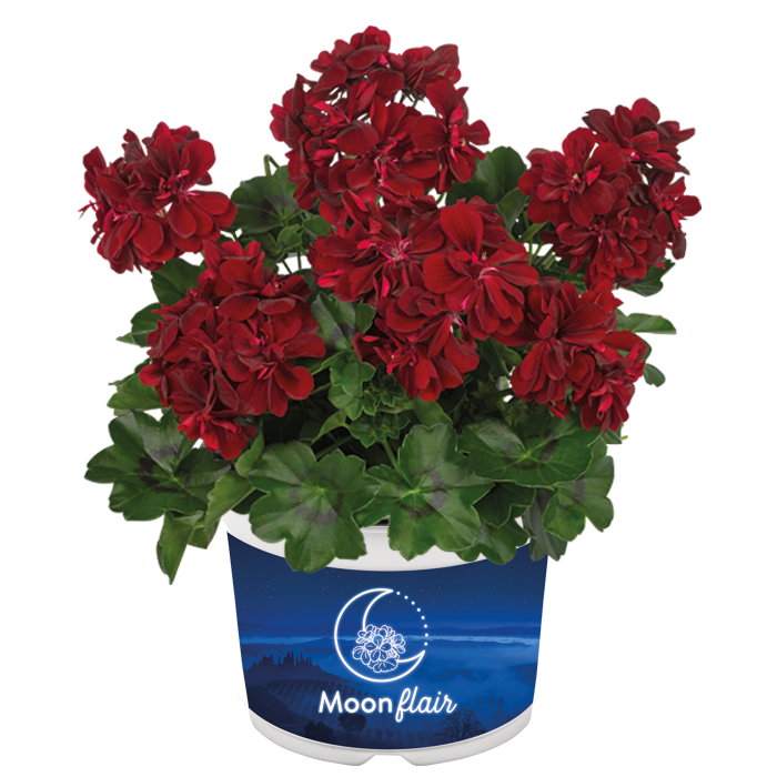 Nokarenā Ģerānija Moonflair Burgundy 1 gab.