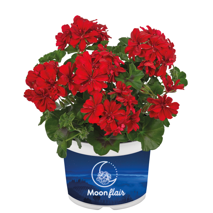 Nokarenā Ģerānija Moonflair Red 1 gab.