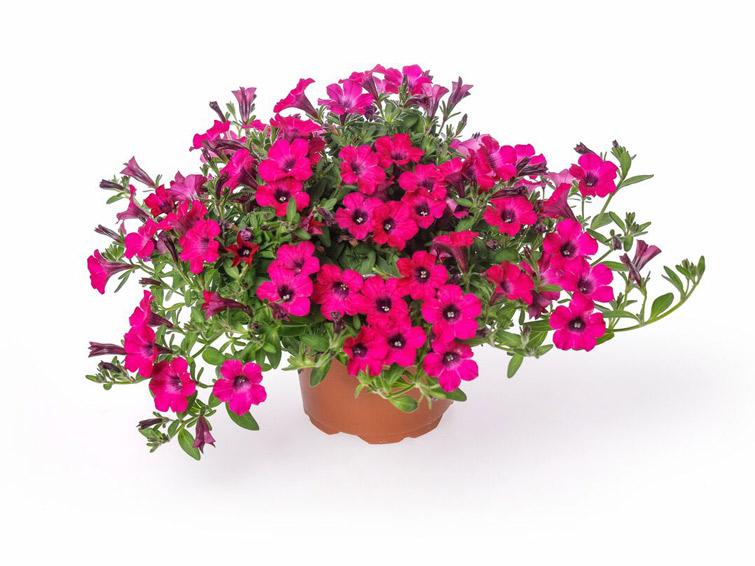 Petūnija Itsy Magenta 3 gab.